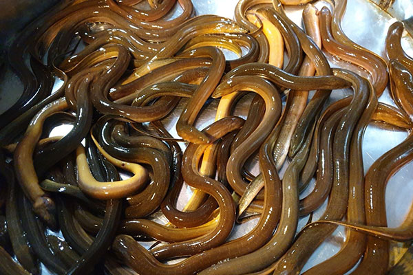cách làm lươn nấu cháo