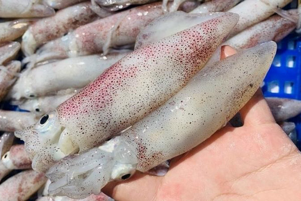 Cách chọn mua mực tươi ngon