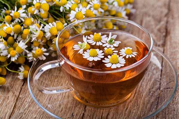 cách uống trà hoa cúc đúng cách